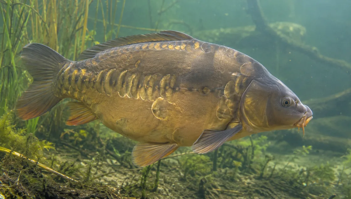 Carpe miroir : caractéristiques, taille, habitat, alimentation et pêche