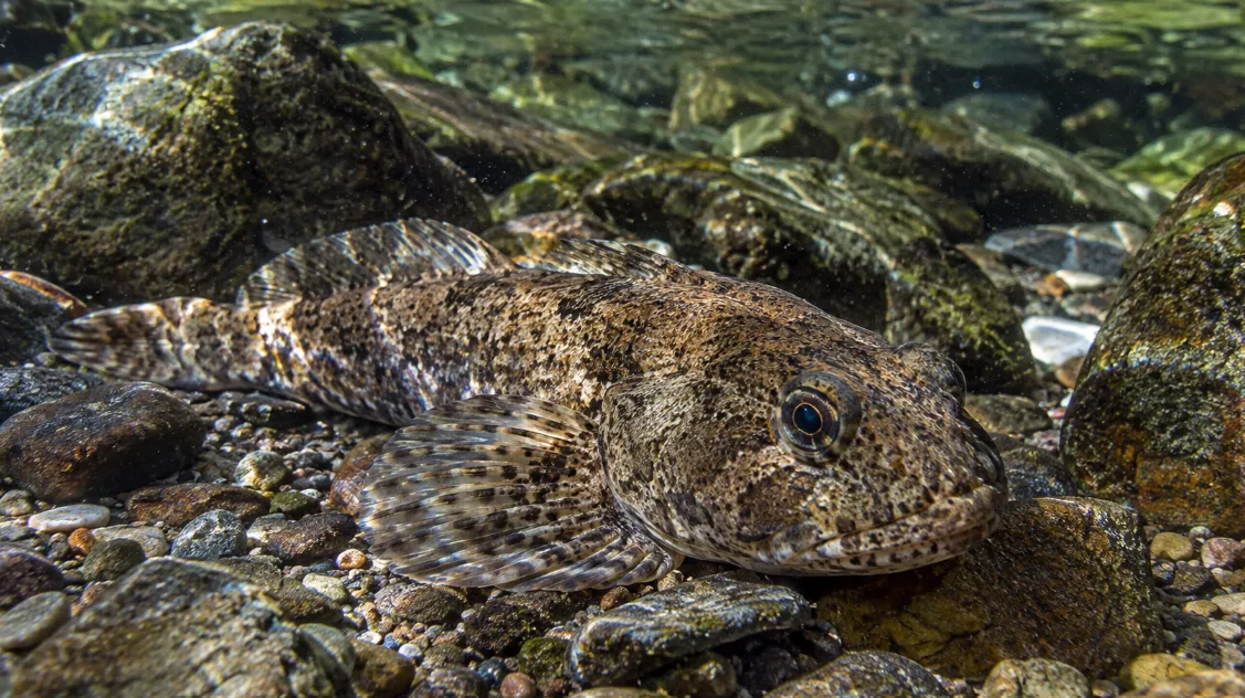 Chabot : tout savoir sur ce petit poisson d’eau douce à la grosse tête